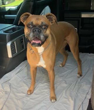 Kendall now Stella, Adopted, Adult Female Boxer.
