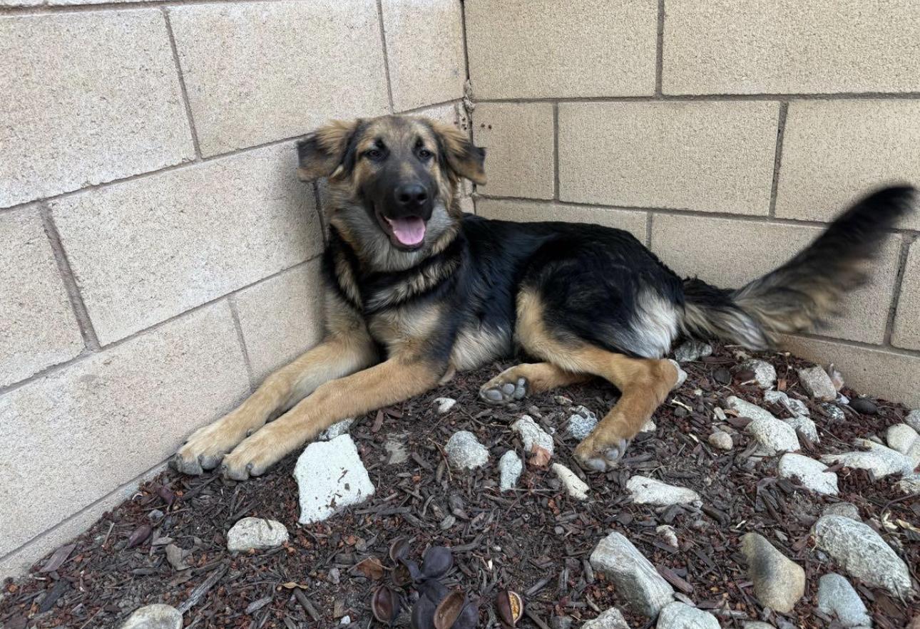 Scout, Adoptable, Young Male German Shepherd Dog.