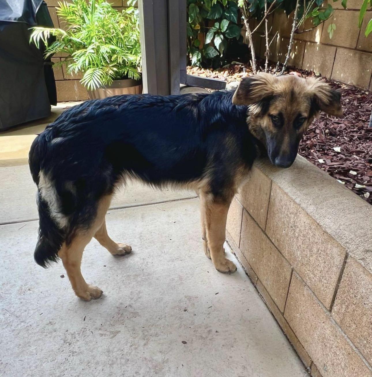 Scout, a Adoptable German Shepherd Dog in Rialto, CA image 2/3