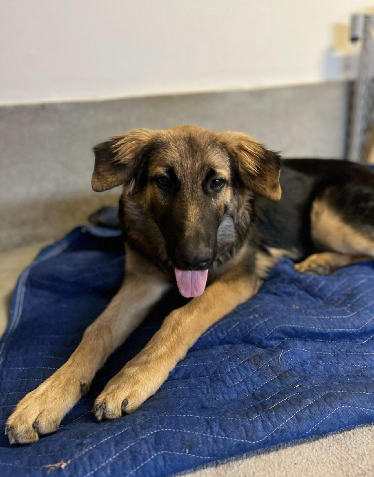 Scout, a Adoptable German Shepherd Dog in Rialto, CA image 3/3