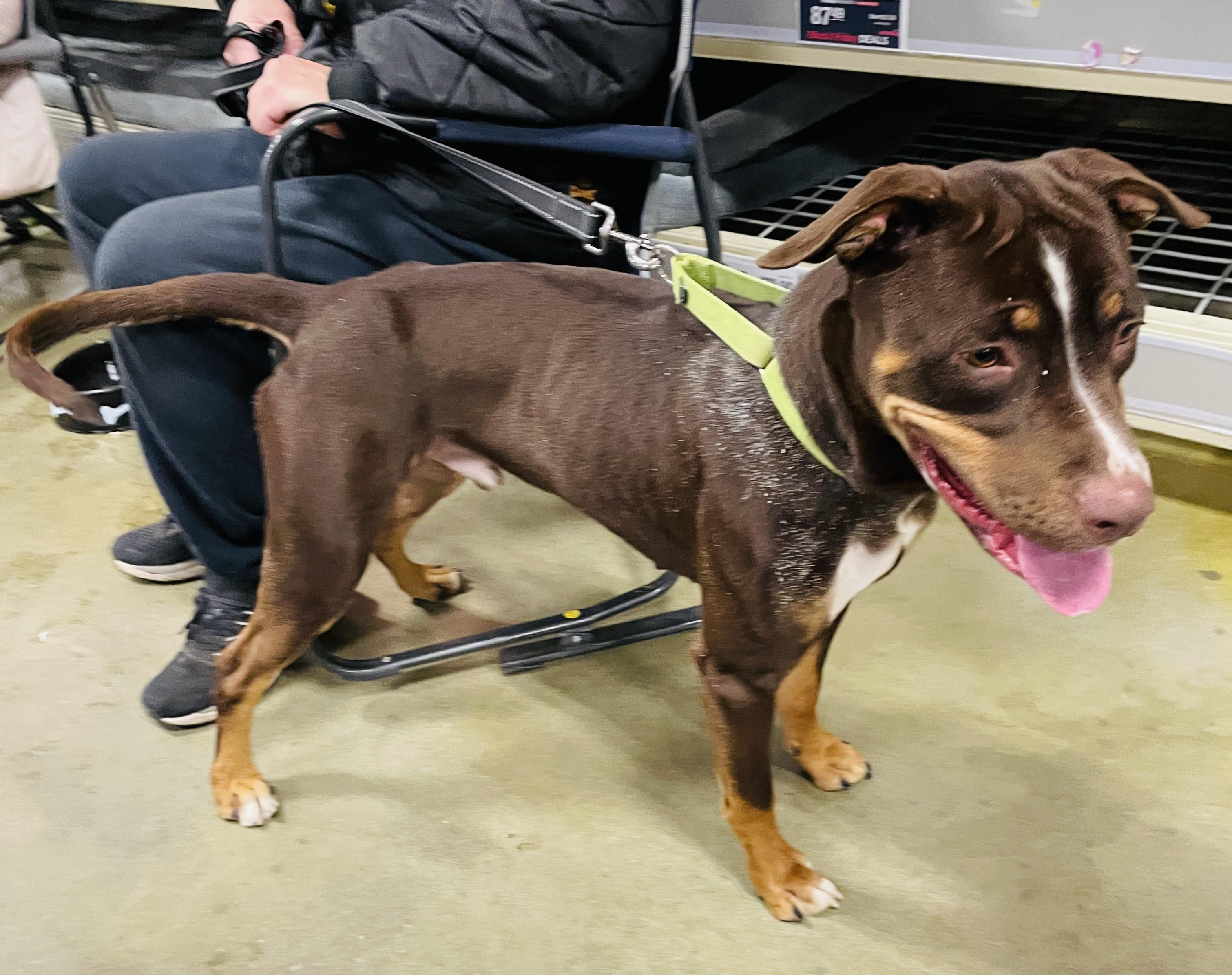 Groot, a Adoptable mixed breed in Warren, NJ image 4/4