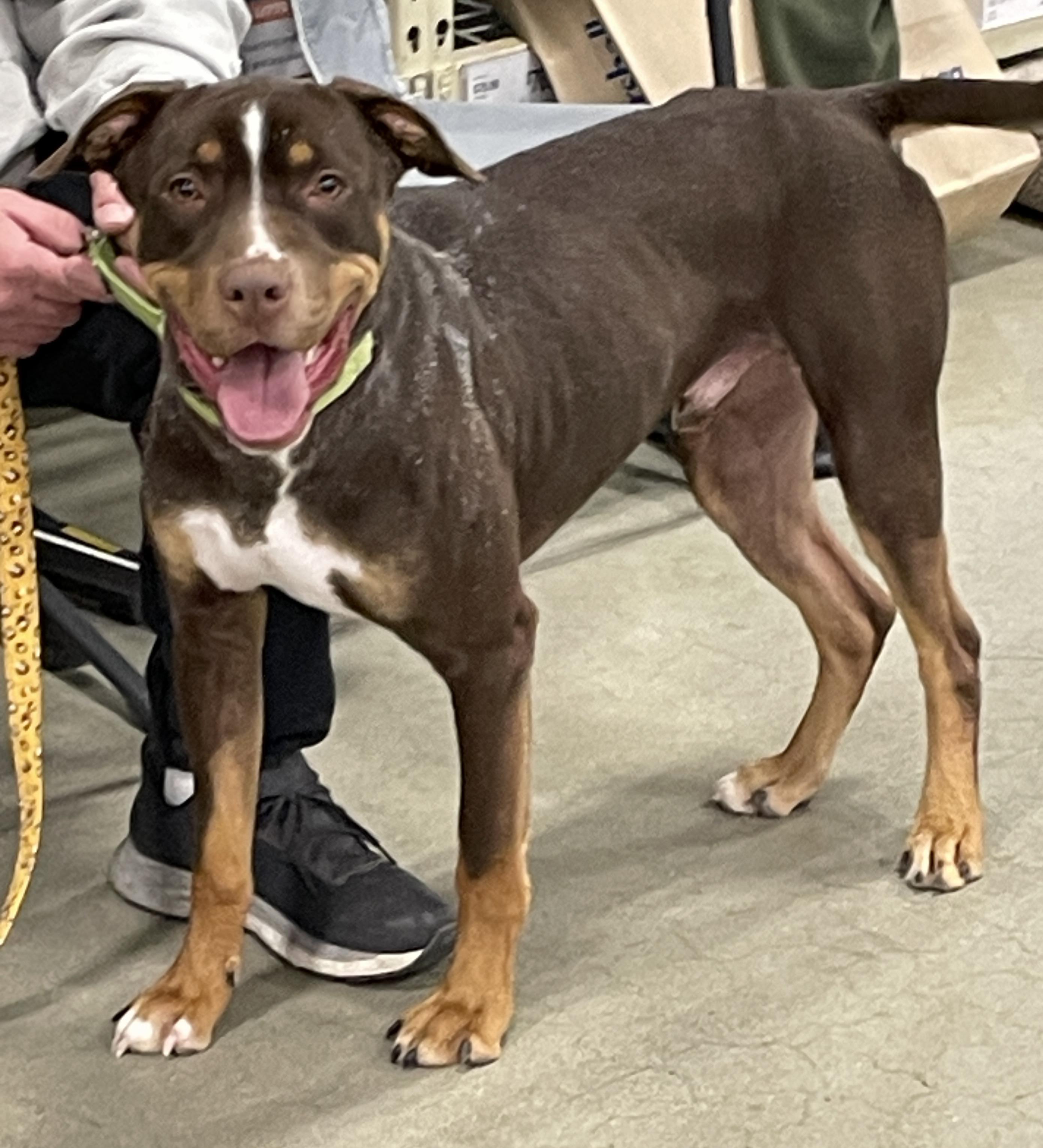 Groot, a Adoptable mixed breed in Warren, NJ image 3/4