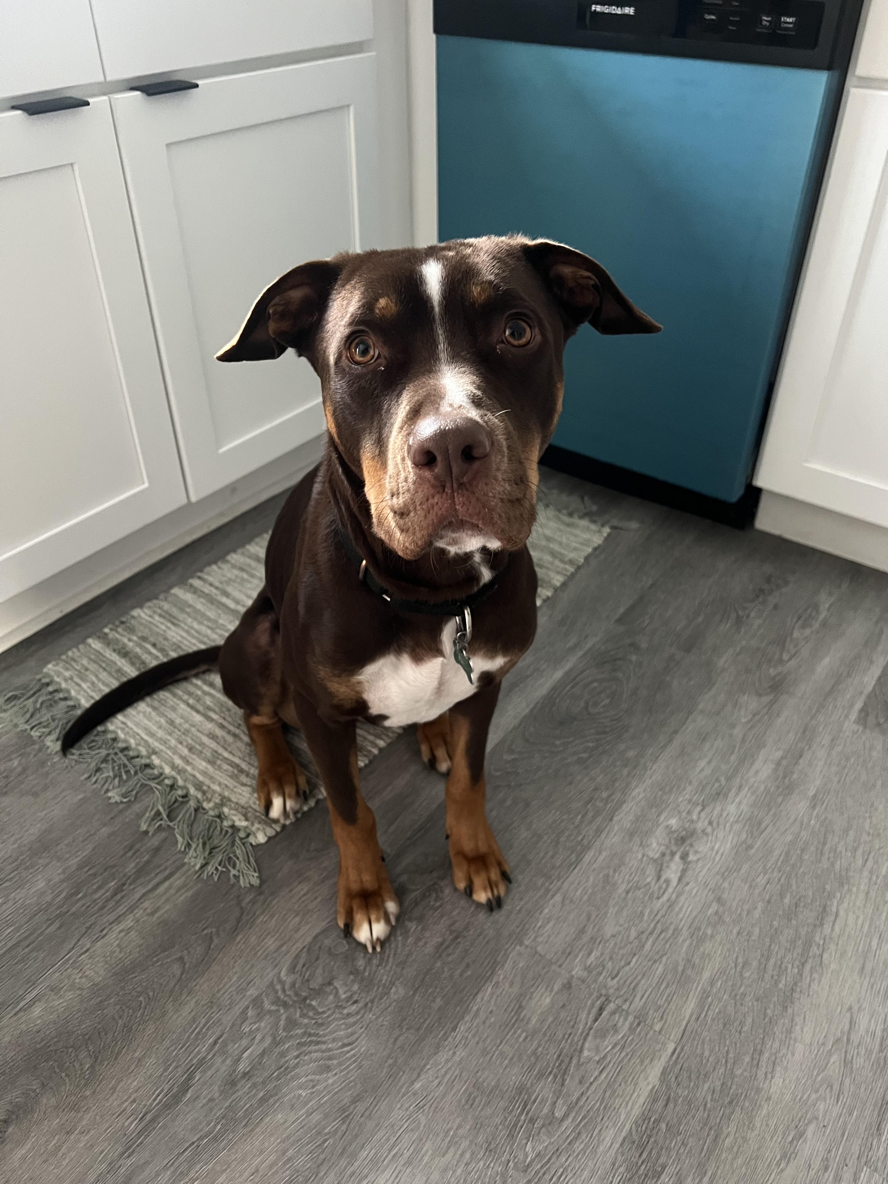 Enlarge Groot, an adoptable mixed breed in Warren, NJ image 5/5