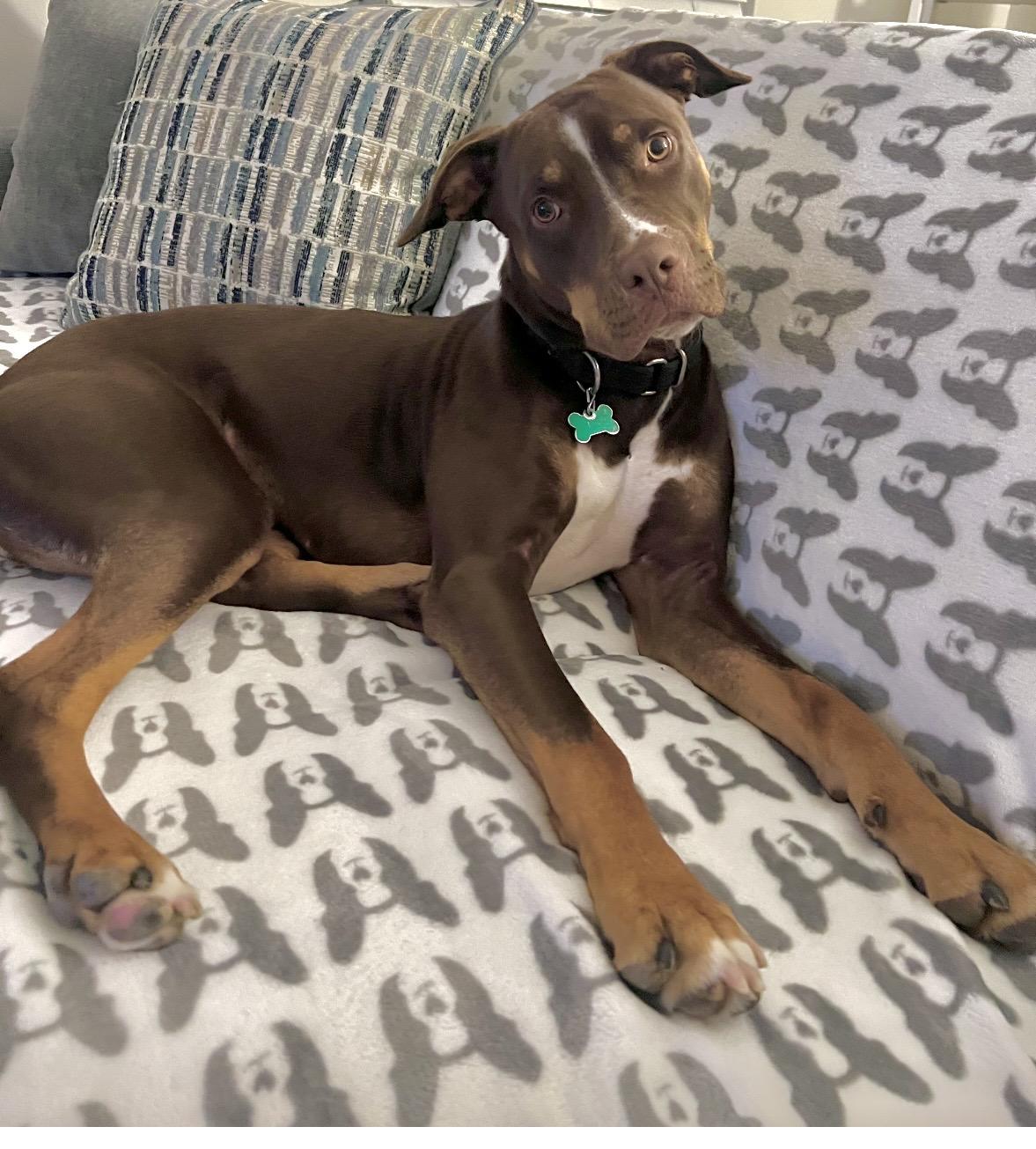 Groot, adoptable, Young Male Doberman Pinscher & Pointer.
