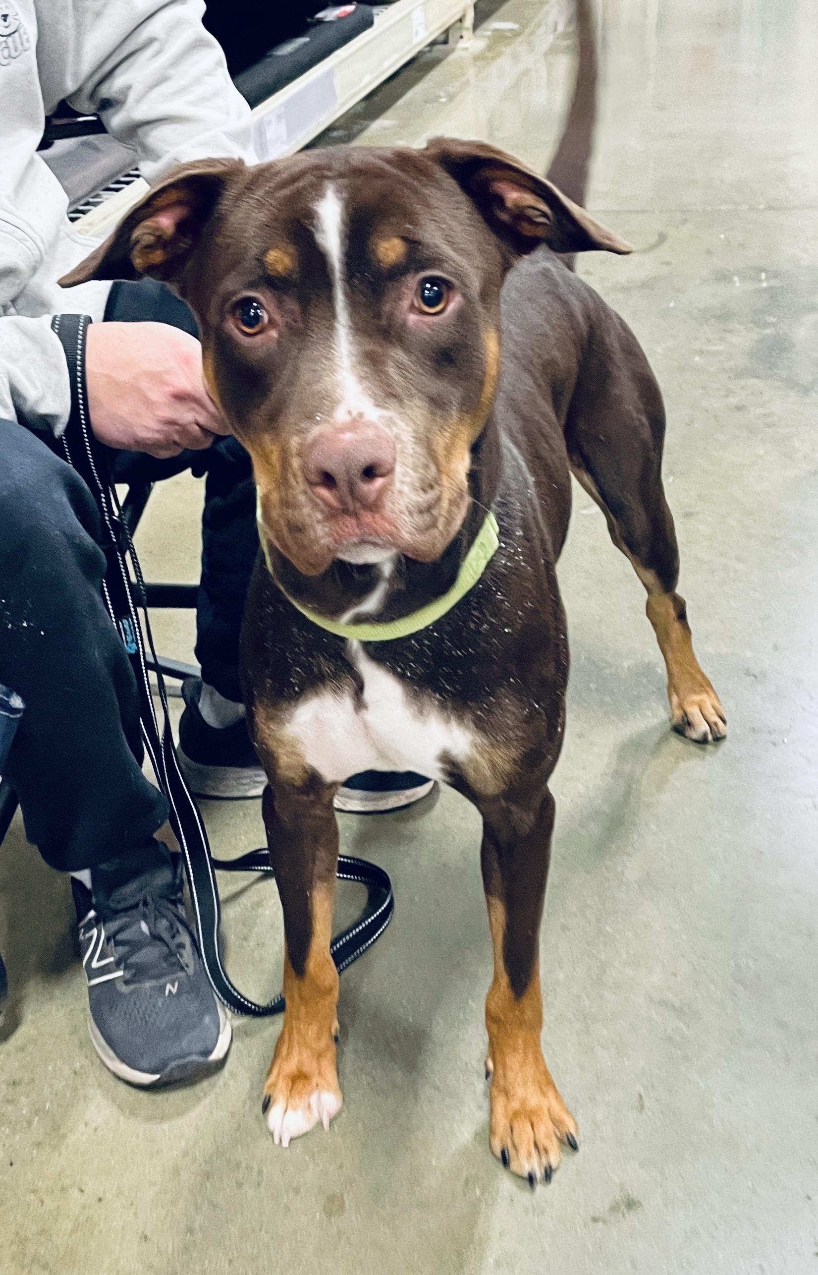 Groot, Adoptable, Young Male Doberman Pinscher & Terrier.