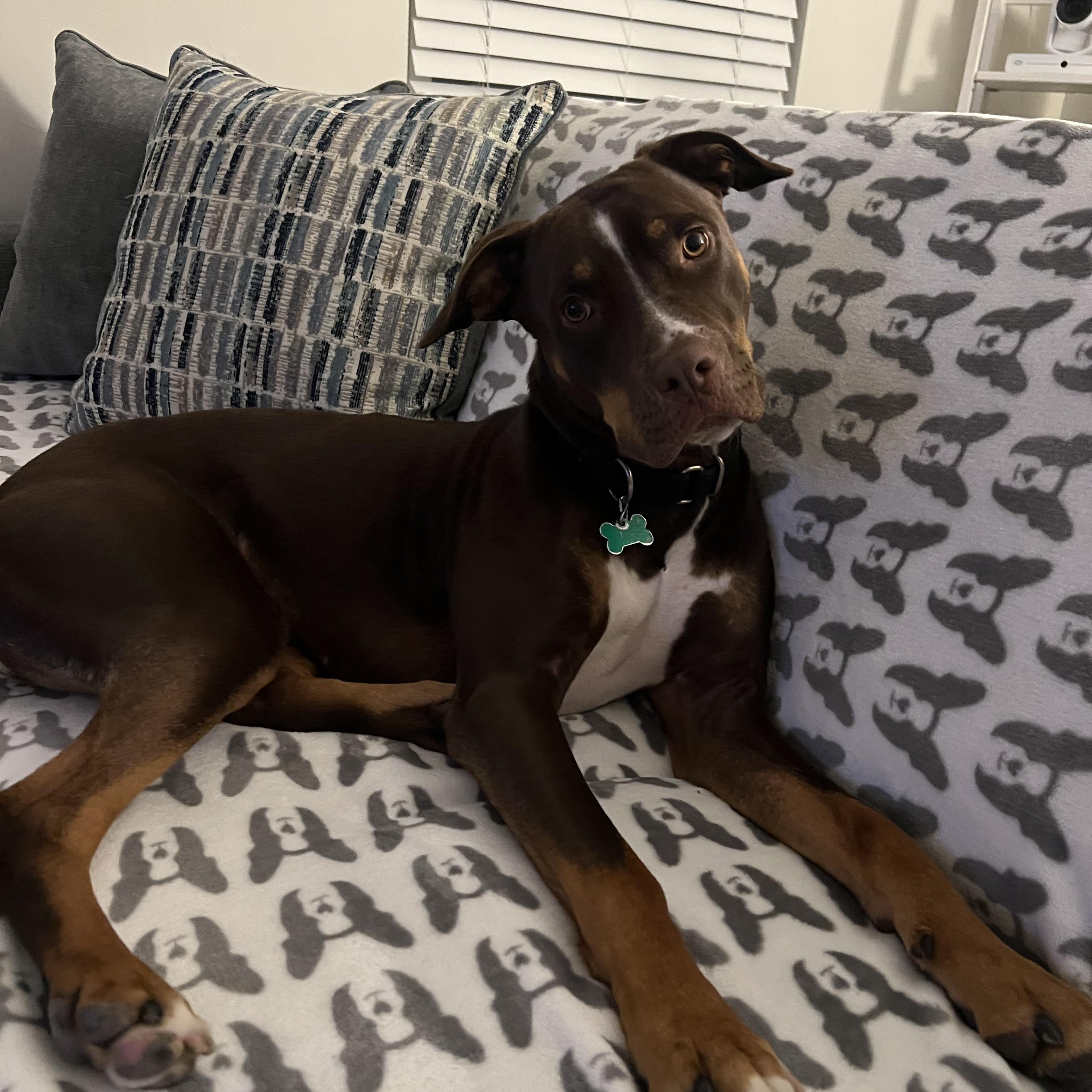 Groot, adoptable, Young Male Doberman Pinscher & Pointer.