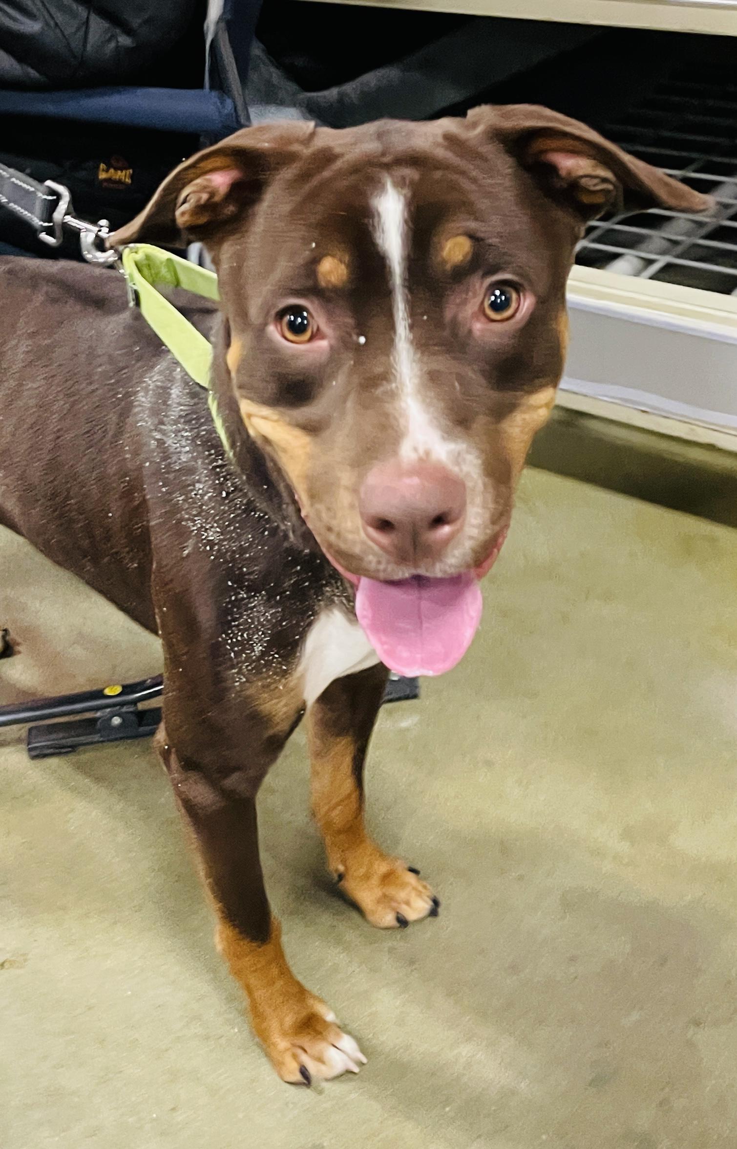 Groot, a Adoptable mixed breed in Warren, NJ image 2/4