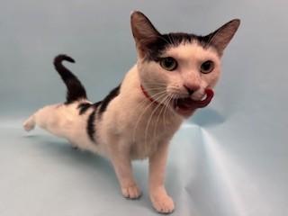 Enlarge Toriyama, a Adoptable mixed breed in Coon Rapids, MN image 1/1