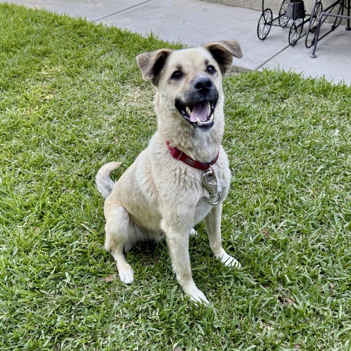 Milo