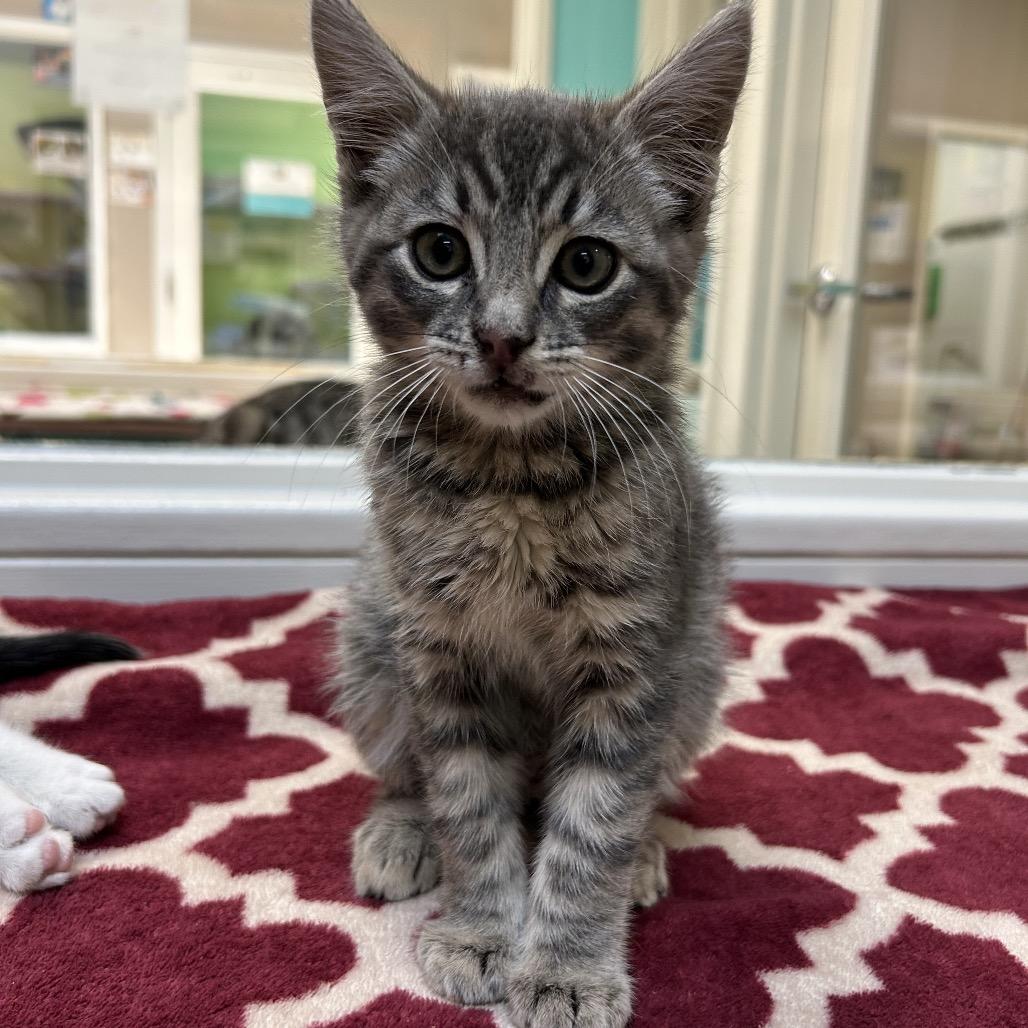 Chompers, a Adoptable Domestic Short Hair in Fresno, CA image 1/4