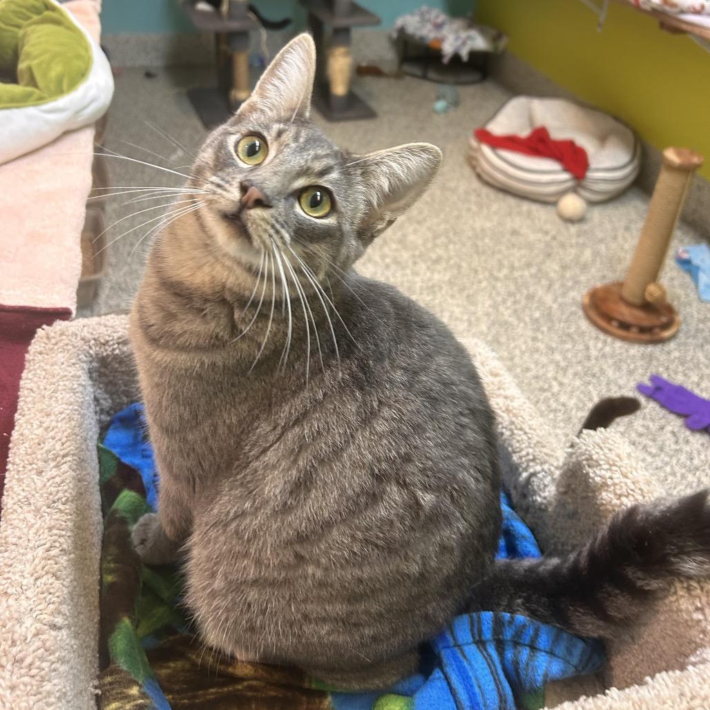 Chompers, a Adoptable Domestic Short Hair in Fresno, CA image 2/4