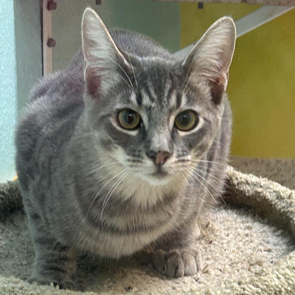 Chompers, a Adoptable Domestic Short Hair in Fresno, CA image 3/4