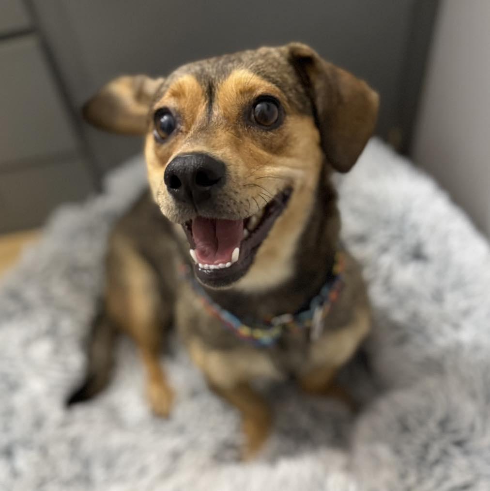 Thumbelina thumbnail 4