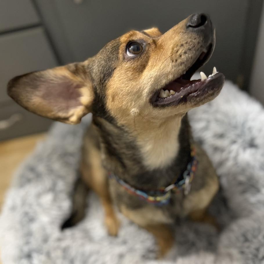 Thumbelina thumbnail 5