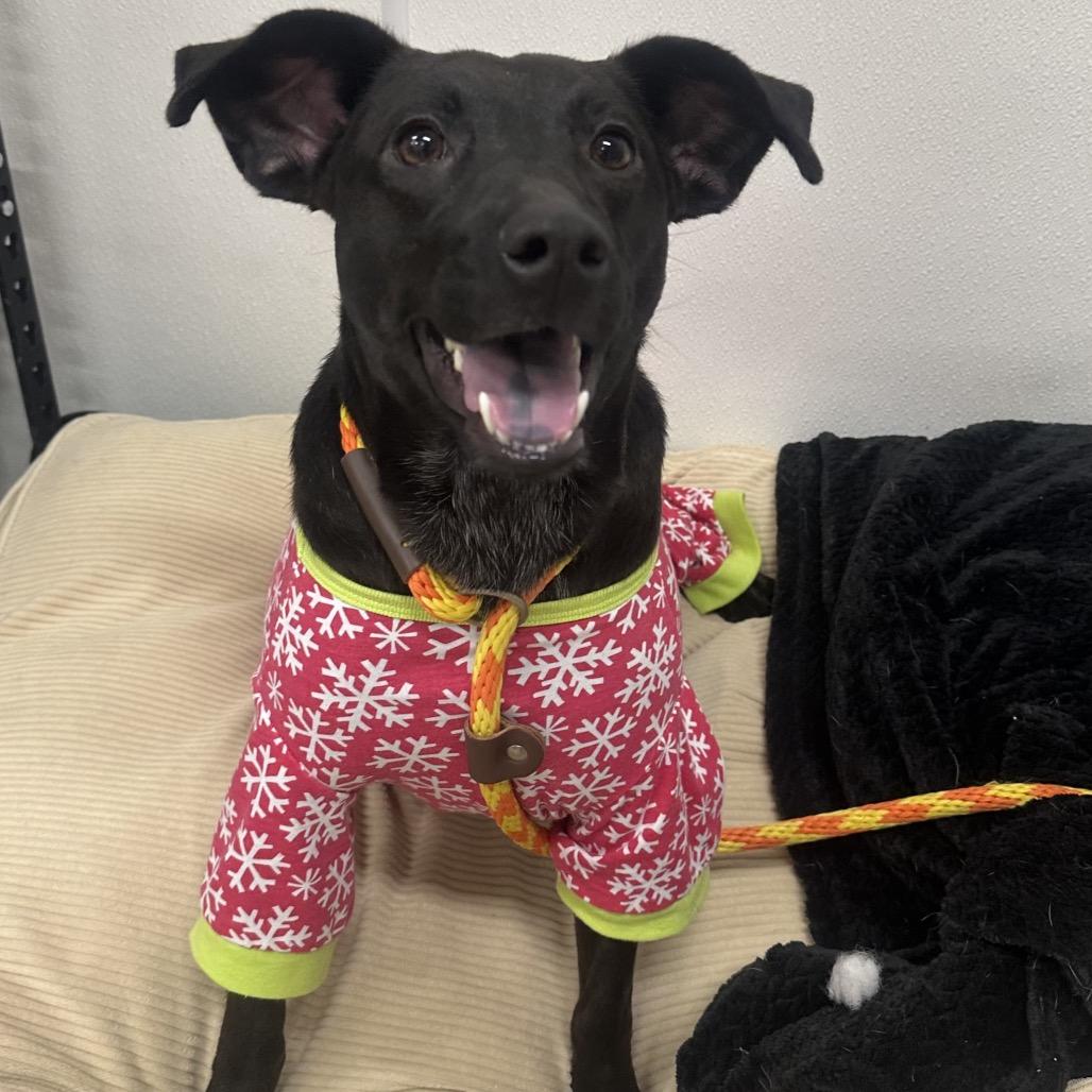 Enlarge Elle, a Adoptable mixed breed in Canton, IL image 1/6