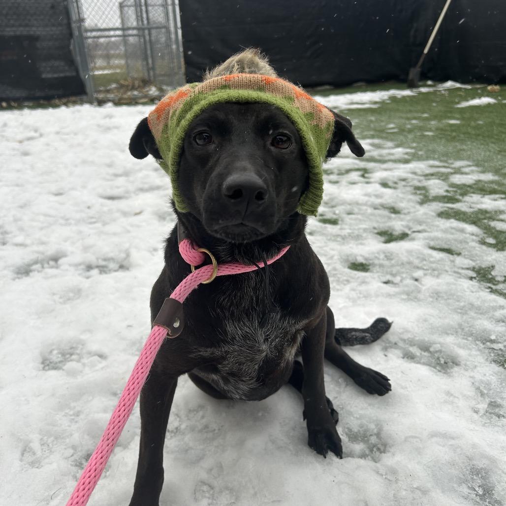 Enlarge Elle, a Adoptable mixed breed in Canton, IL image 2/6