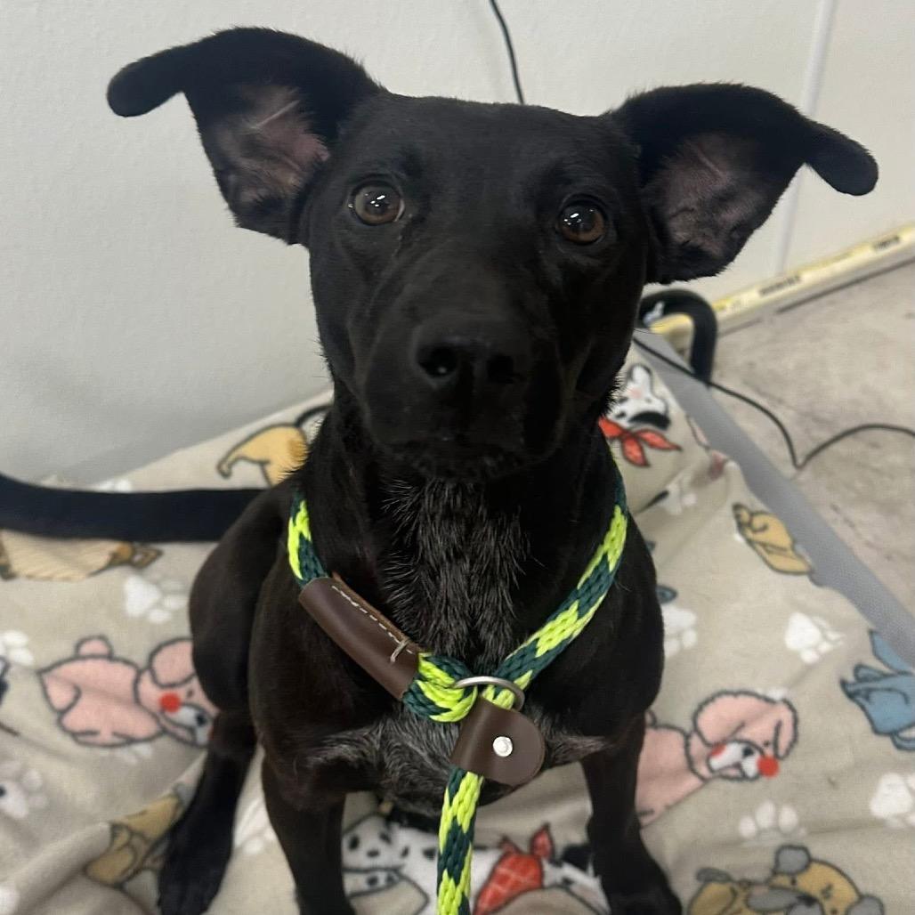 Enlarge Elle, a Adoptable mixed breed in Canton, IL image 3/6