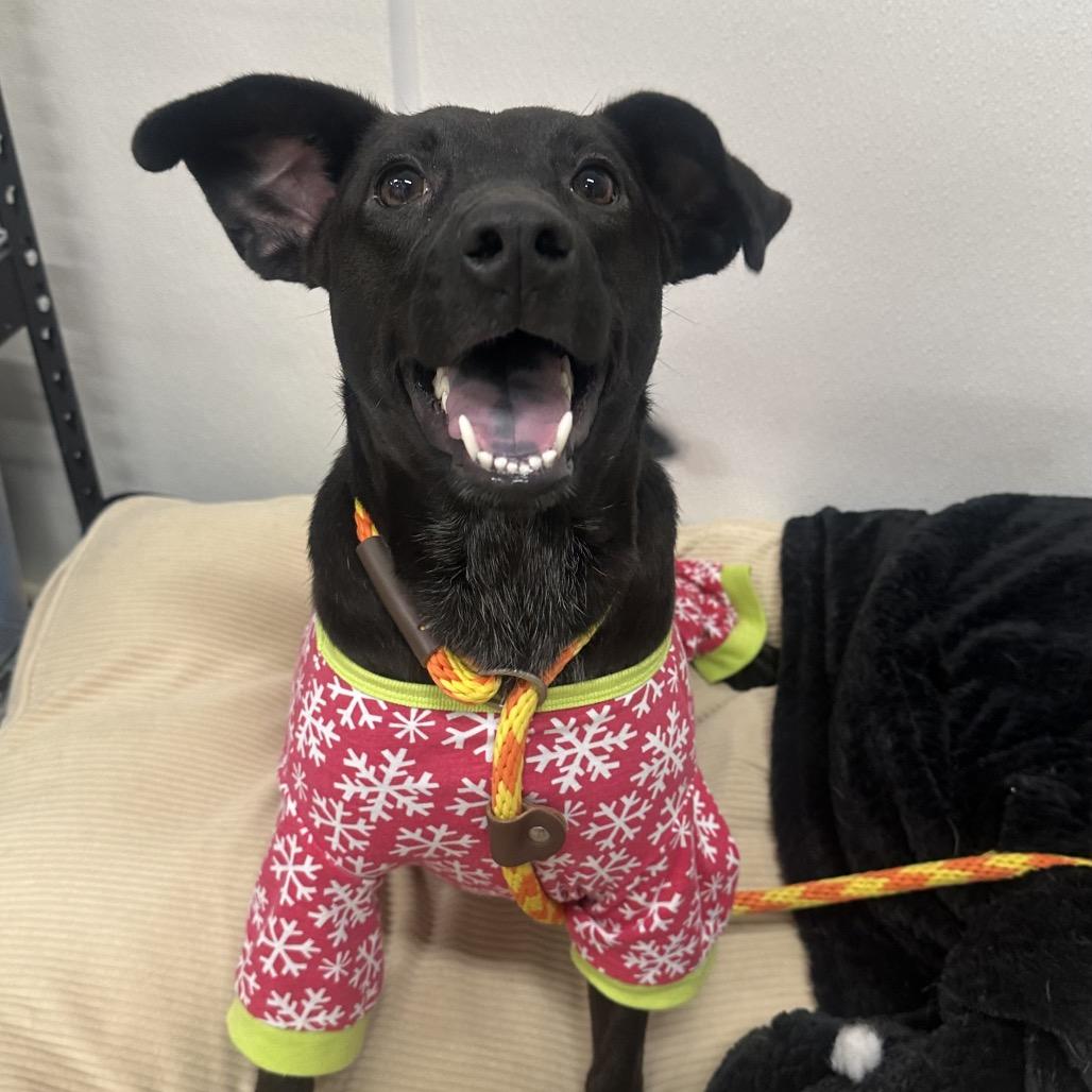 Enlarge Elle, a Adoptable mixed breed in Canton, IL image 6/6