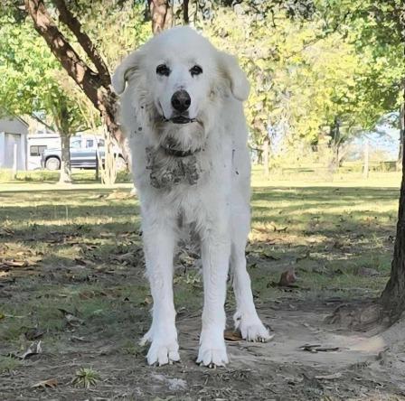 Angel, Adoptable, Senior Female Great Pyrenees.