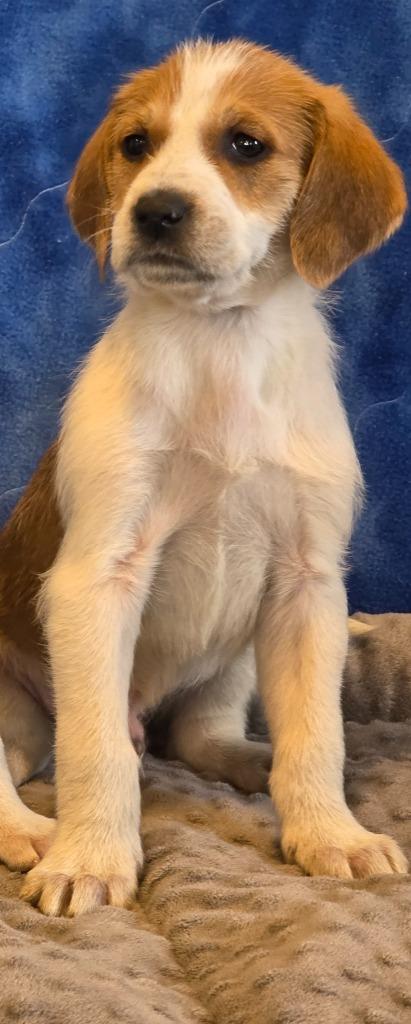 Enlarge Keegan, a Adoptable mixed breed in Gold Beach, OR image 1/1