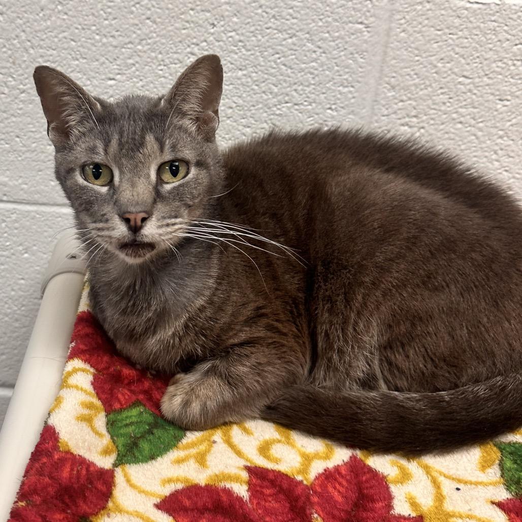 Rigatoni, Adoptable, Senior Male Domestic Short Hair.