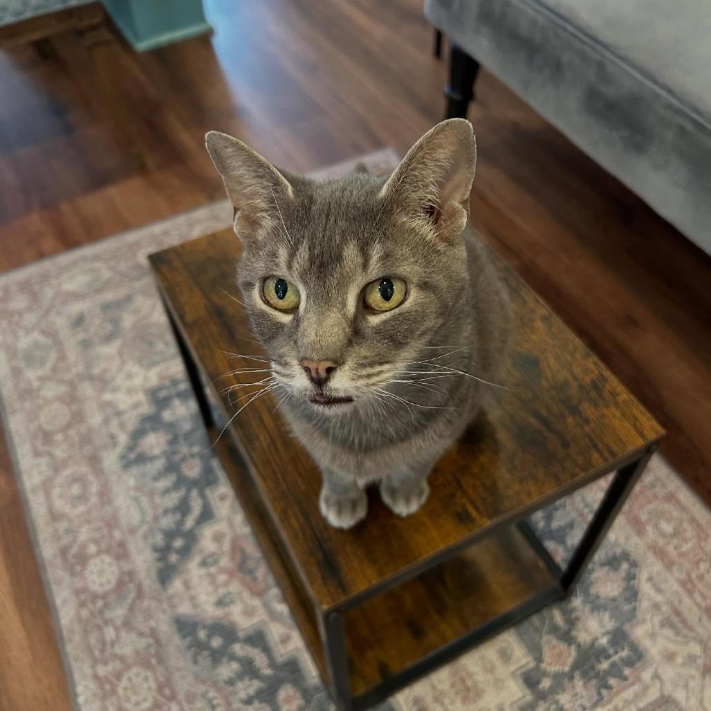 Enlarge Rigatoni, a Adoptable Domestic Short Hair in Alexandria, VA image 2/3