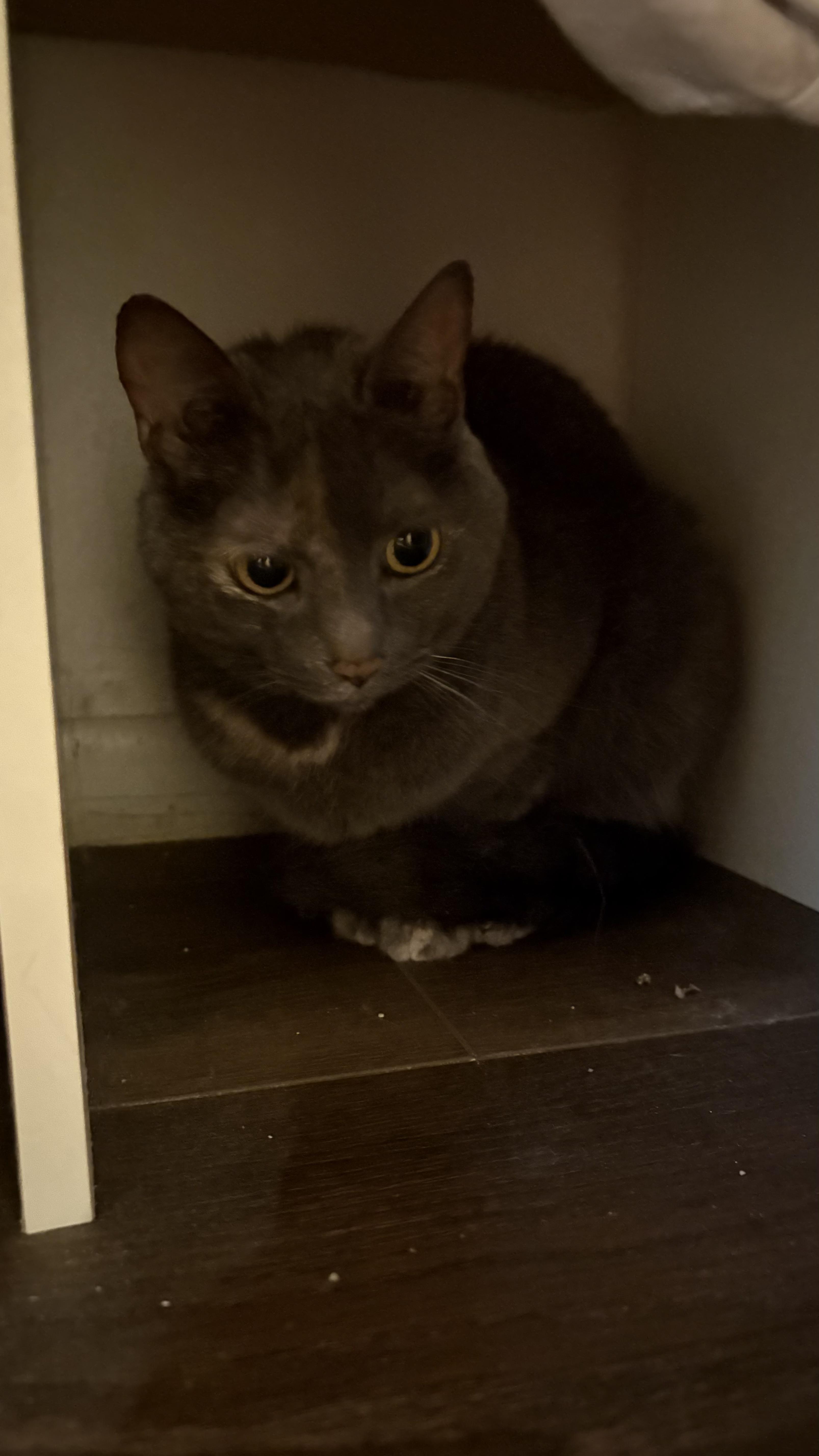 Enlarge Avery, a ADOPTABLE Dilute Tortoiseshell in Columbus, OH image 3/5