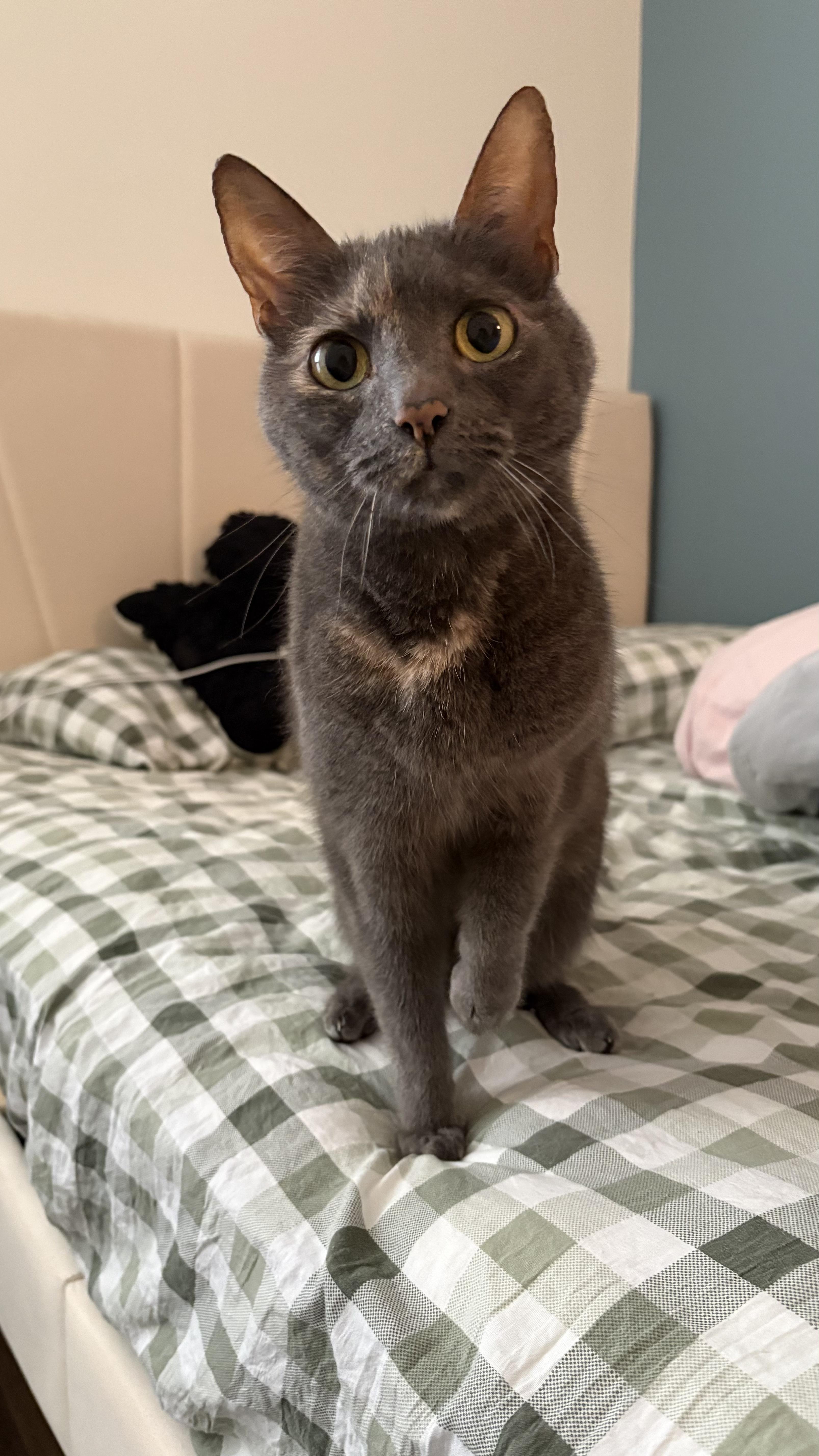 Enlarge Avery, a ADOPTABLE Dilute Tortoiseshell in Columbus, OH image 1/5