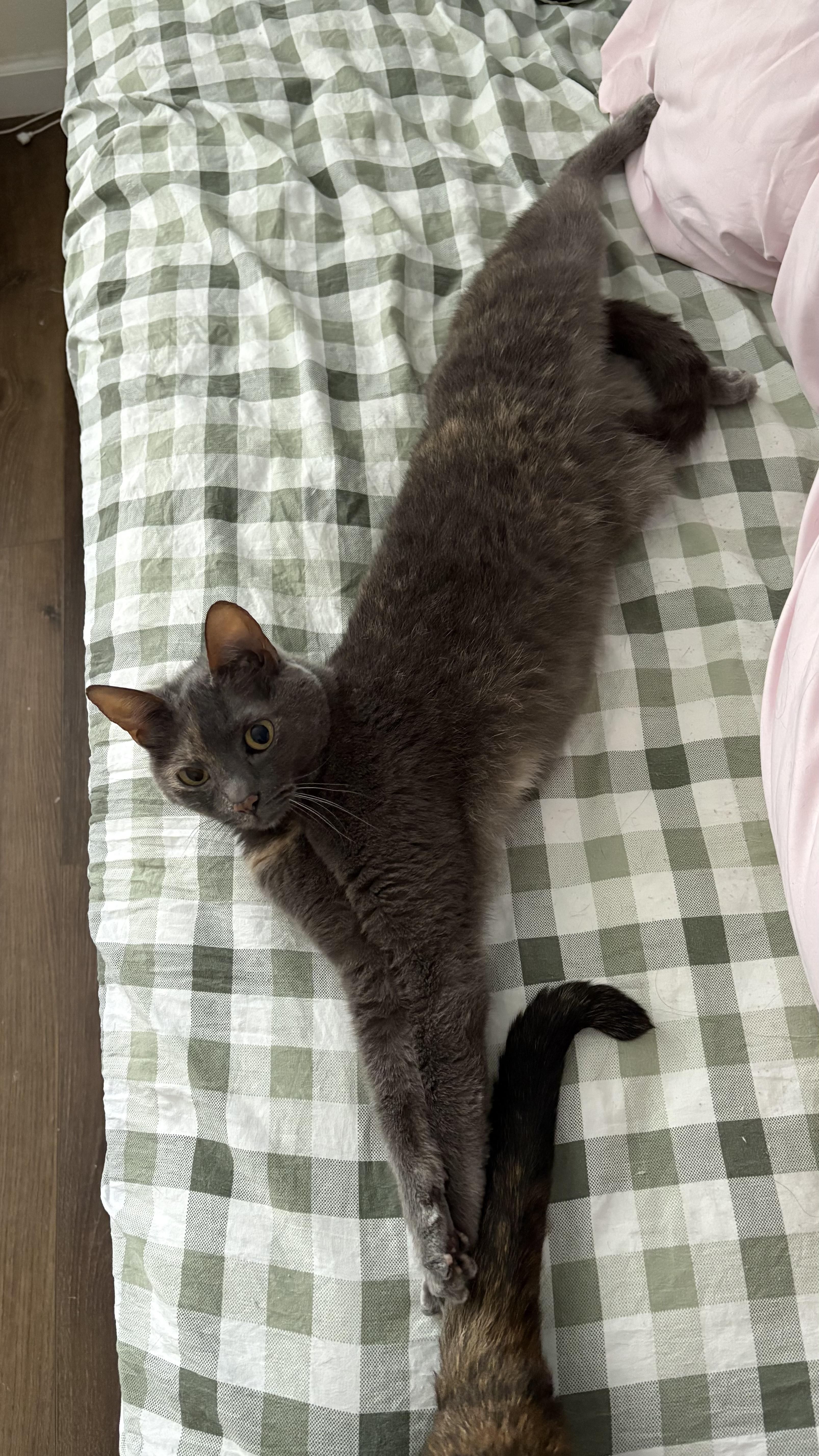 Enlarge Avery, a ADOPTABLE Dilute Tortoiseshell in Columbus, OH image 2/5