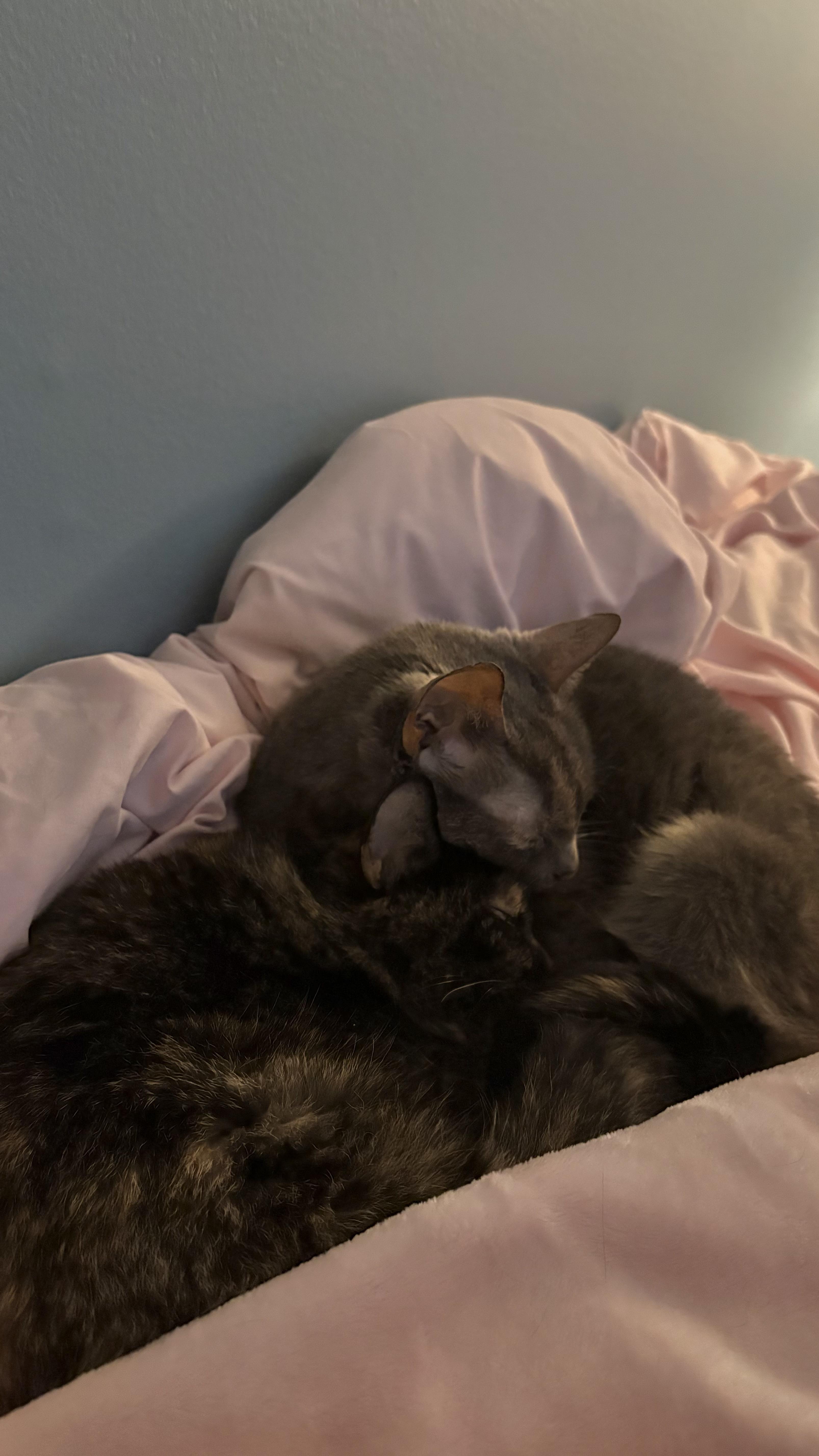 Enlarge Avery, a ADOPTABLE Dilute Tortoiseshell in Columbus, OH image 5/5