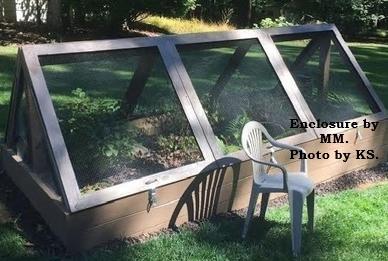 Enlarge Jalapeño (Eastern Box Turtle), an adopted Eastern Box in Baltimore, MD image 3/5