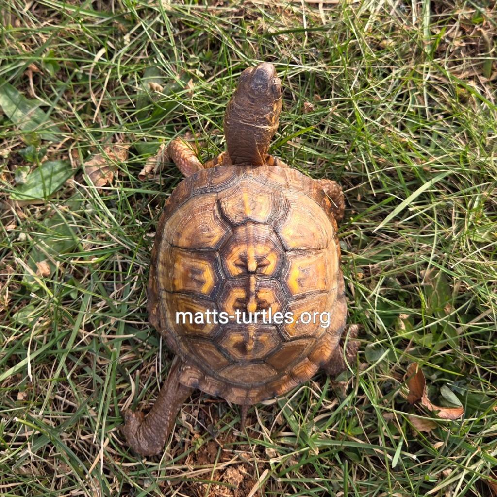 Enlarge Jalapeño (Eastern Box Turtle), an adopted Eastern Box in Baltimore, MD image 2/5