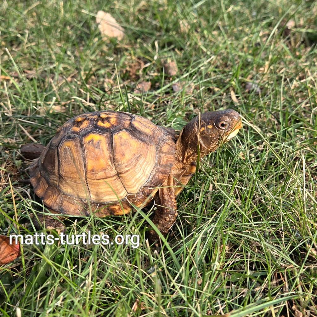 Jalapeño (Eastern Box Turtle), adopted, Young Male Eastern Box.