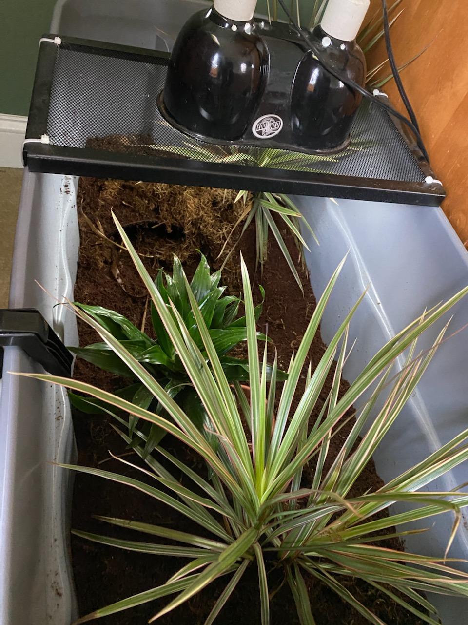 Enlarge Jalapeño (Eastern Box Turtle), an adopted Eastern Box in Baltimore, MD image 4/5