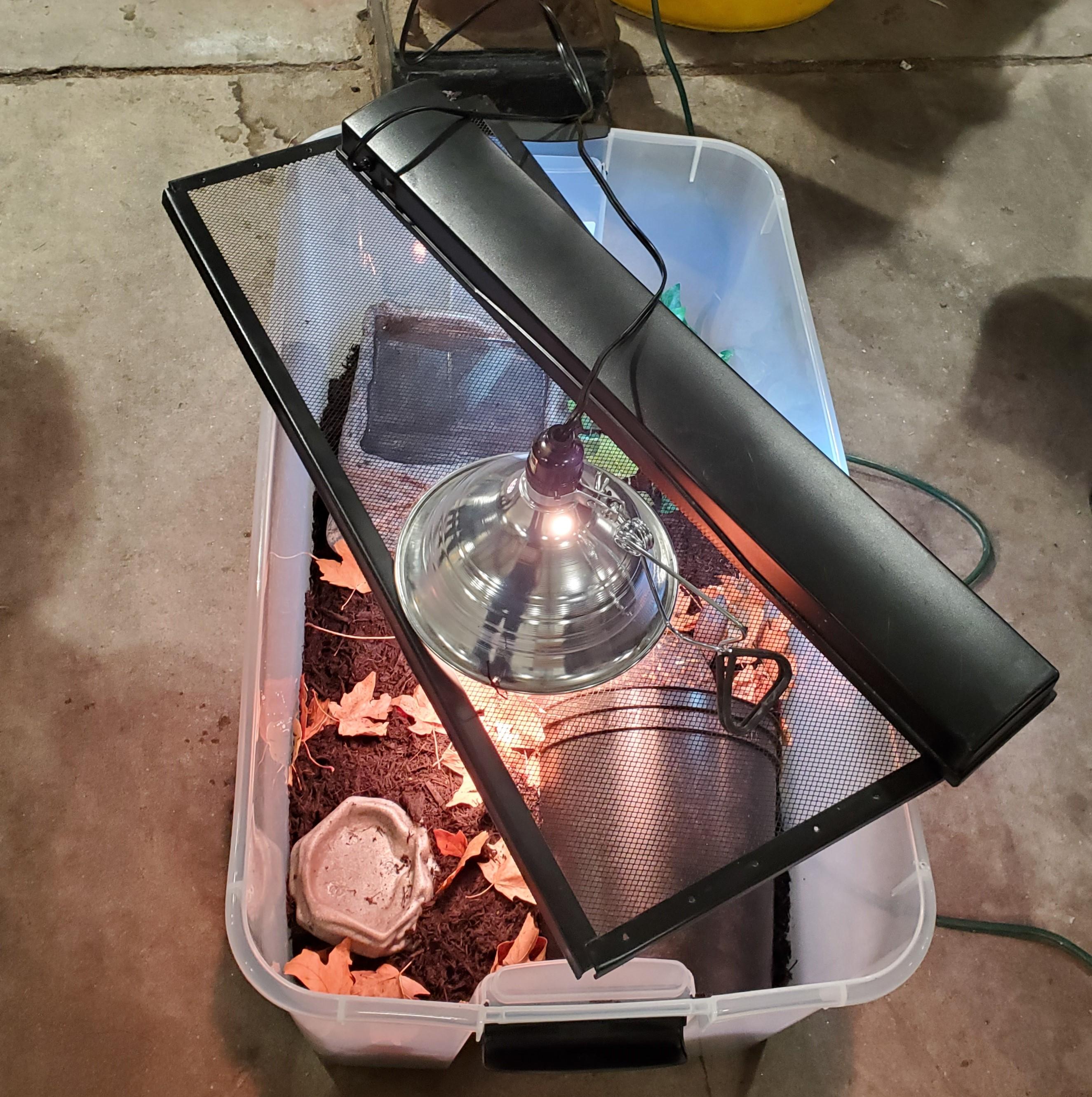 Enlarge Jalapeño (Eastern Box Turtle), an adopted Eastern Box in Baltimore, MD image 5/5