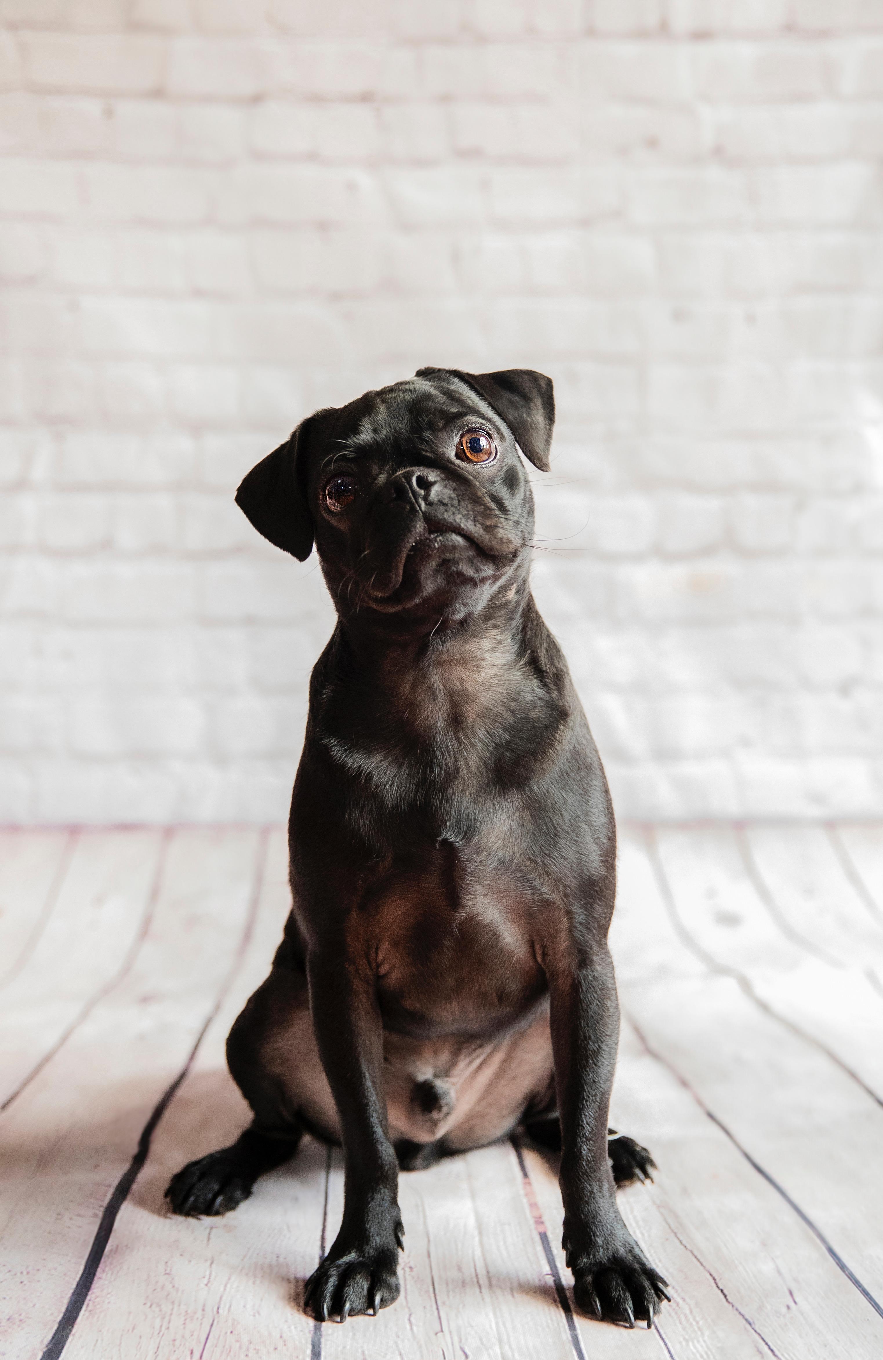 Enlarge Luca, a Adopted Pug in Hilton, NY image 1/4