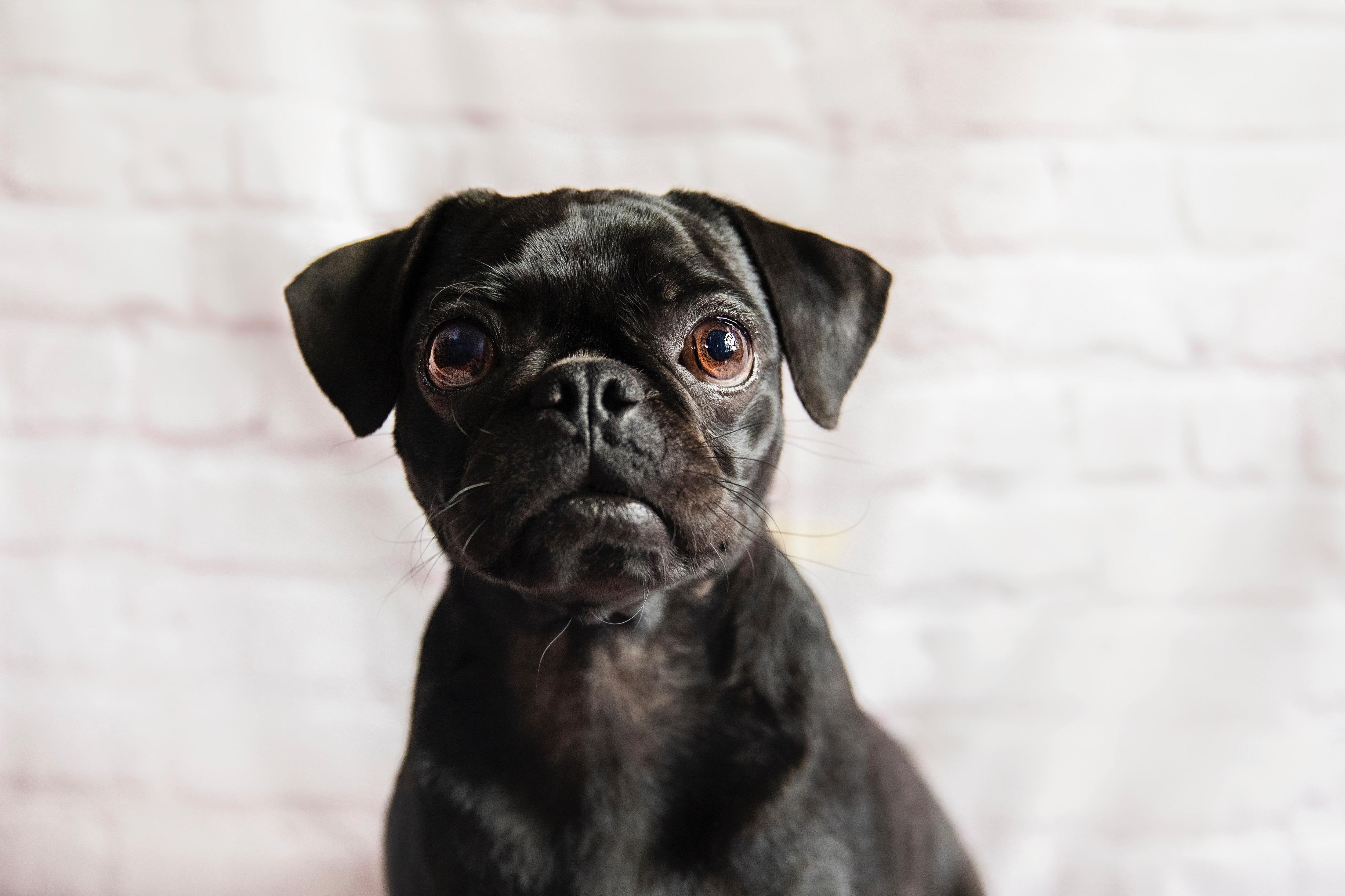 Enlarge Luca, a Adopted Pug in Hilton, NY image 3/4
