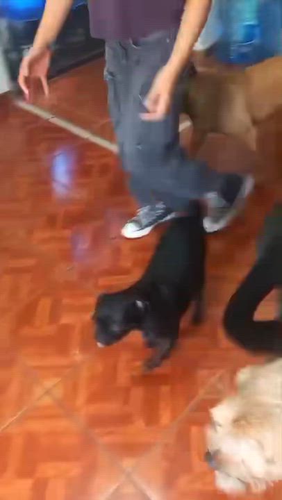 Enlarge Luca, a Adopted Pug in Hilton, NY video 2/4