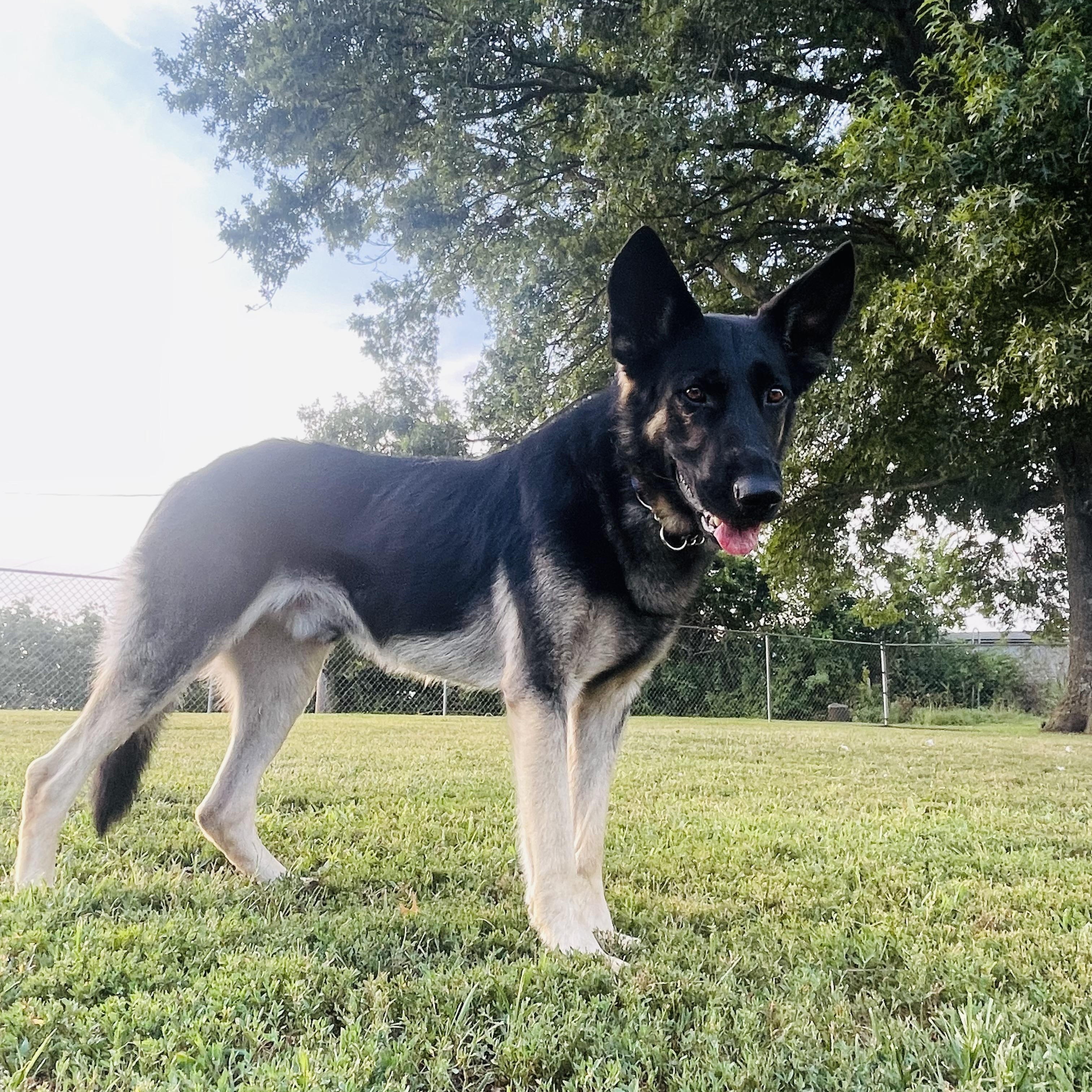 Quil, Adoptable, Young Male German Shepherd Dog.