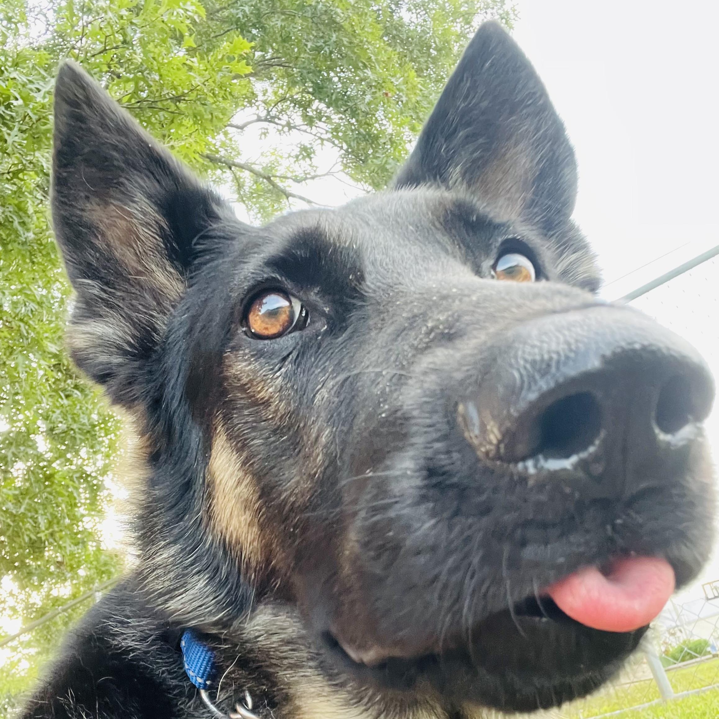 Enlarge Quil, a Adoptable mixed breed in Jefferson City, MO image 2/5