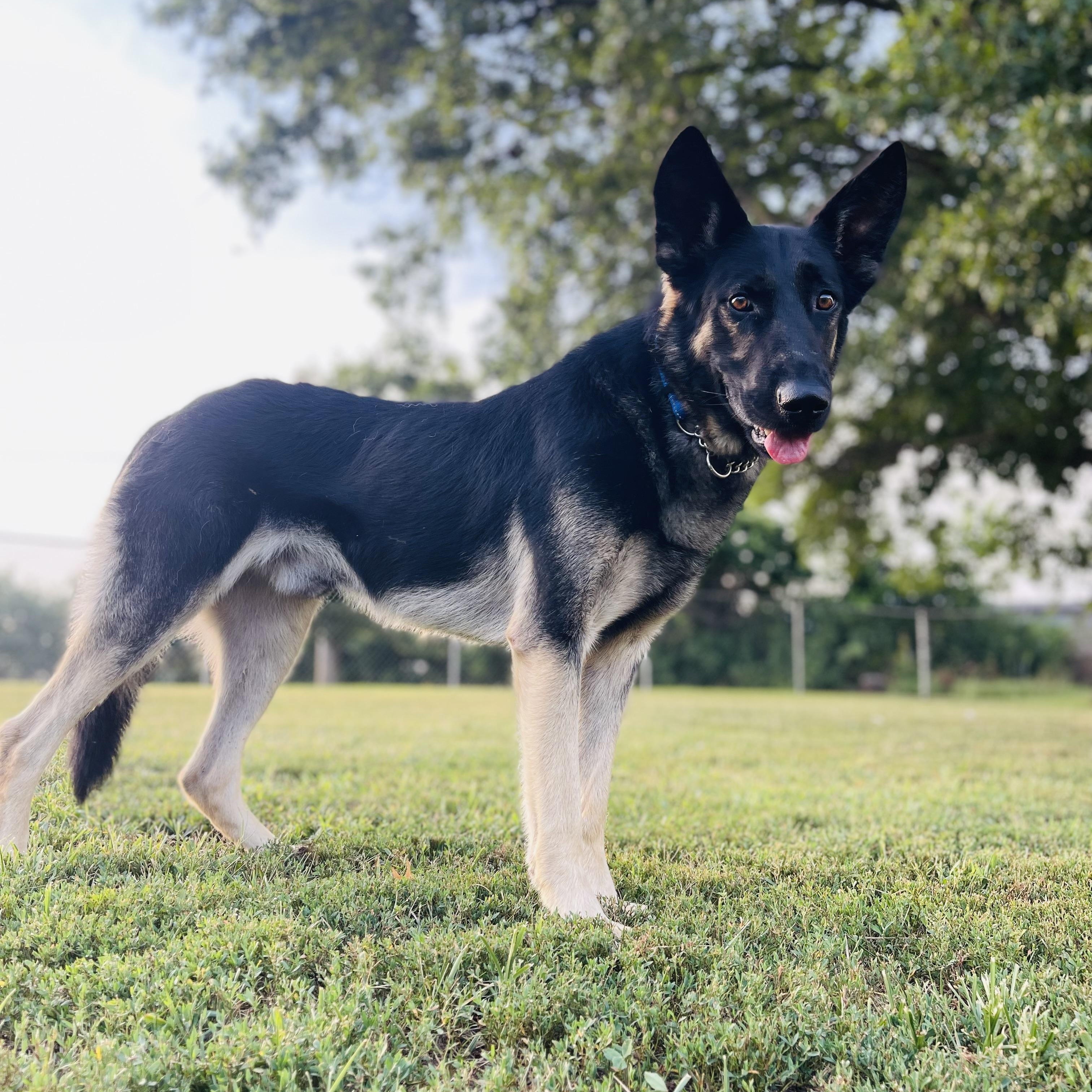 Enlarge Quil, a Adoptable mixed breed in Jefferson City, MO image 4/5
