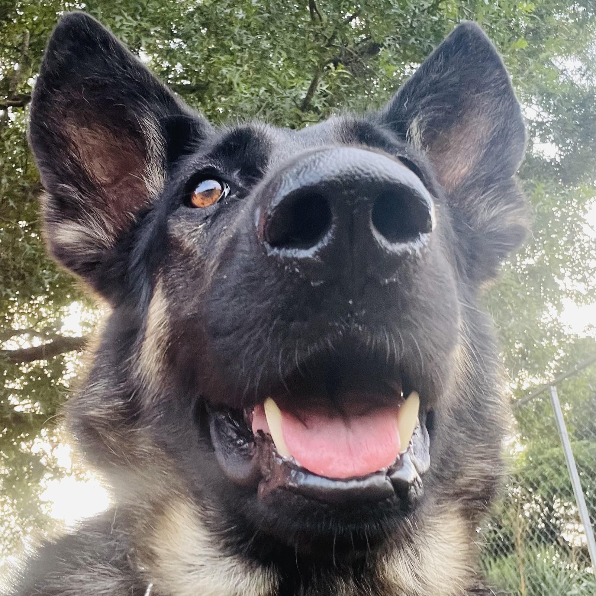 Enlarge Quil, a Adoptable mixed breed in Jefferson City, MO image 5/5