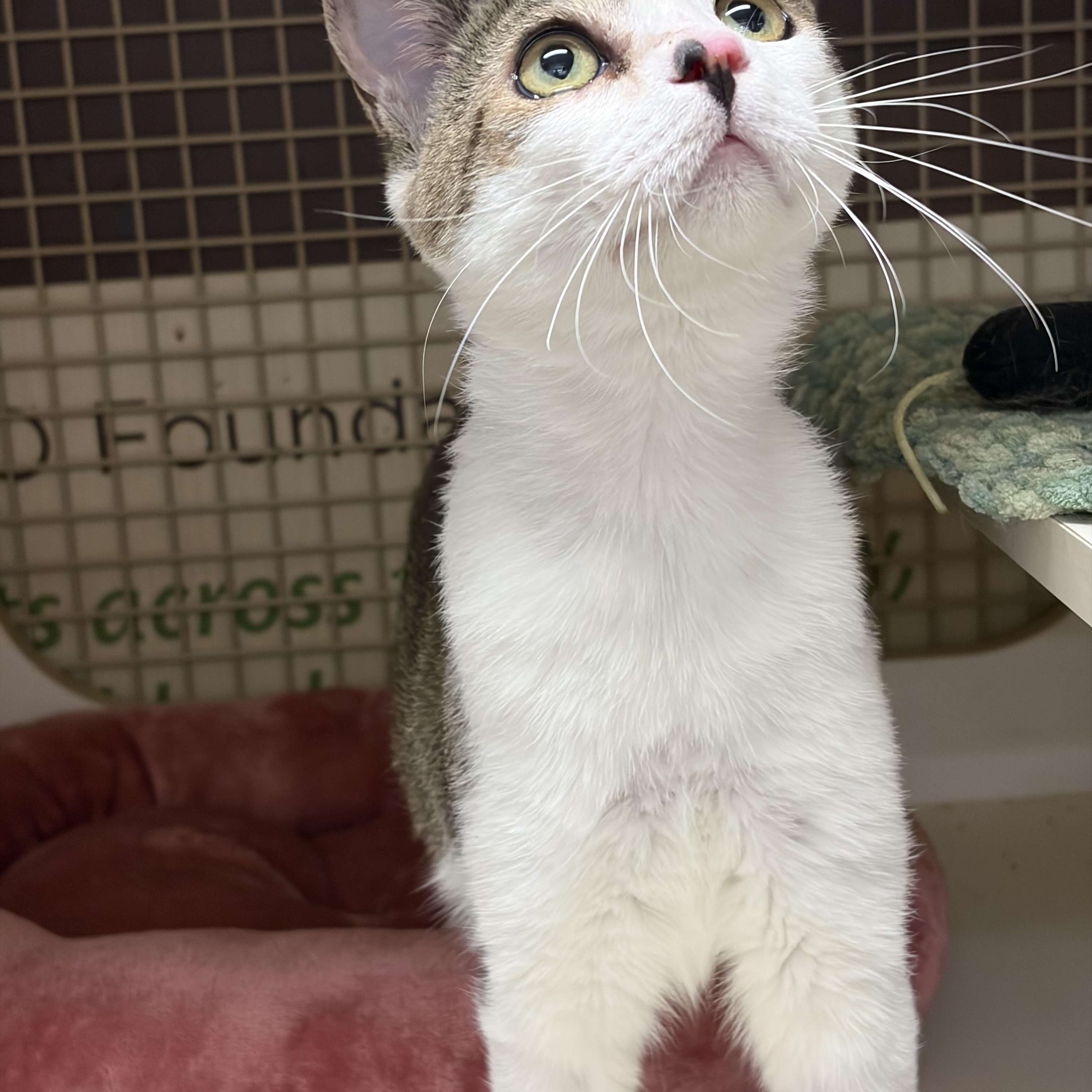 McFlurry, ADOPTABLE, Adult Male Tabby.