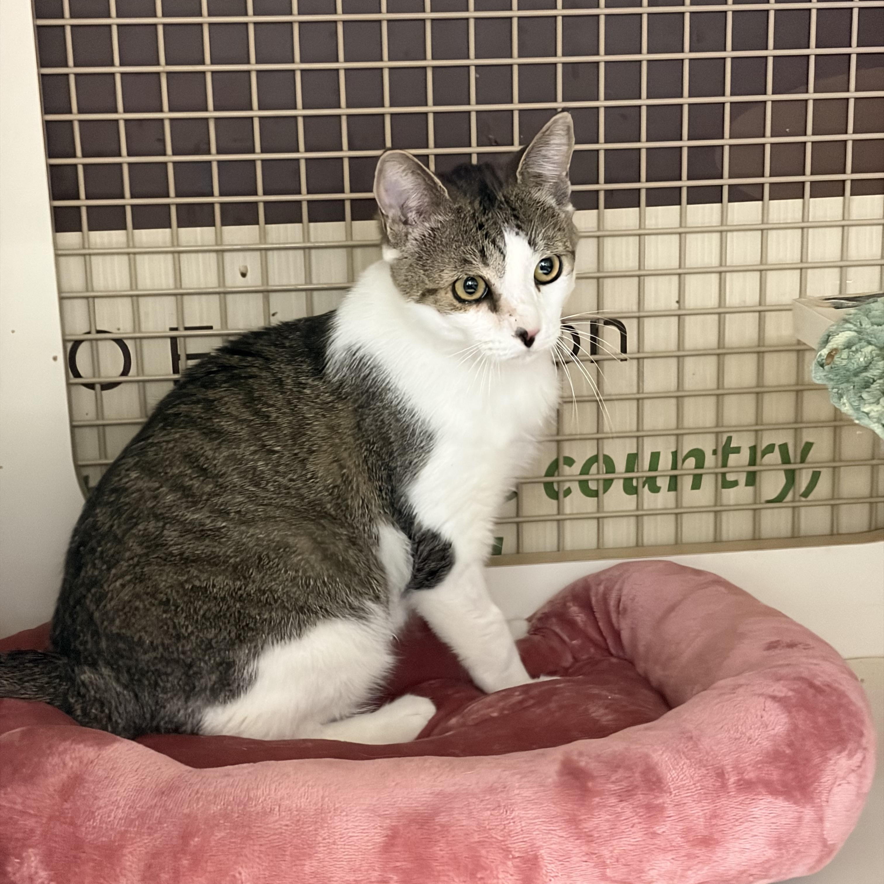 McFlurry, a ADOPTABLE mixed breed in Las Vegas, NV image 2/3