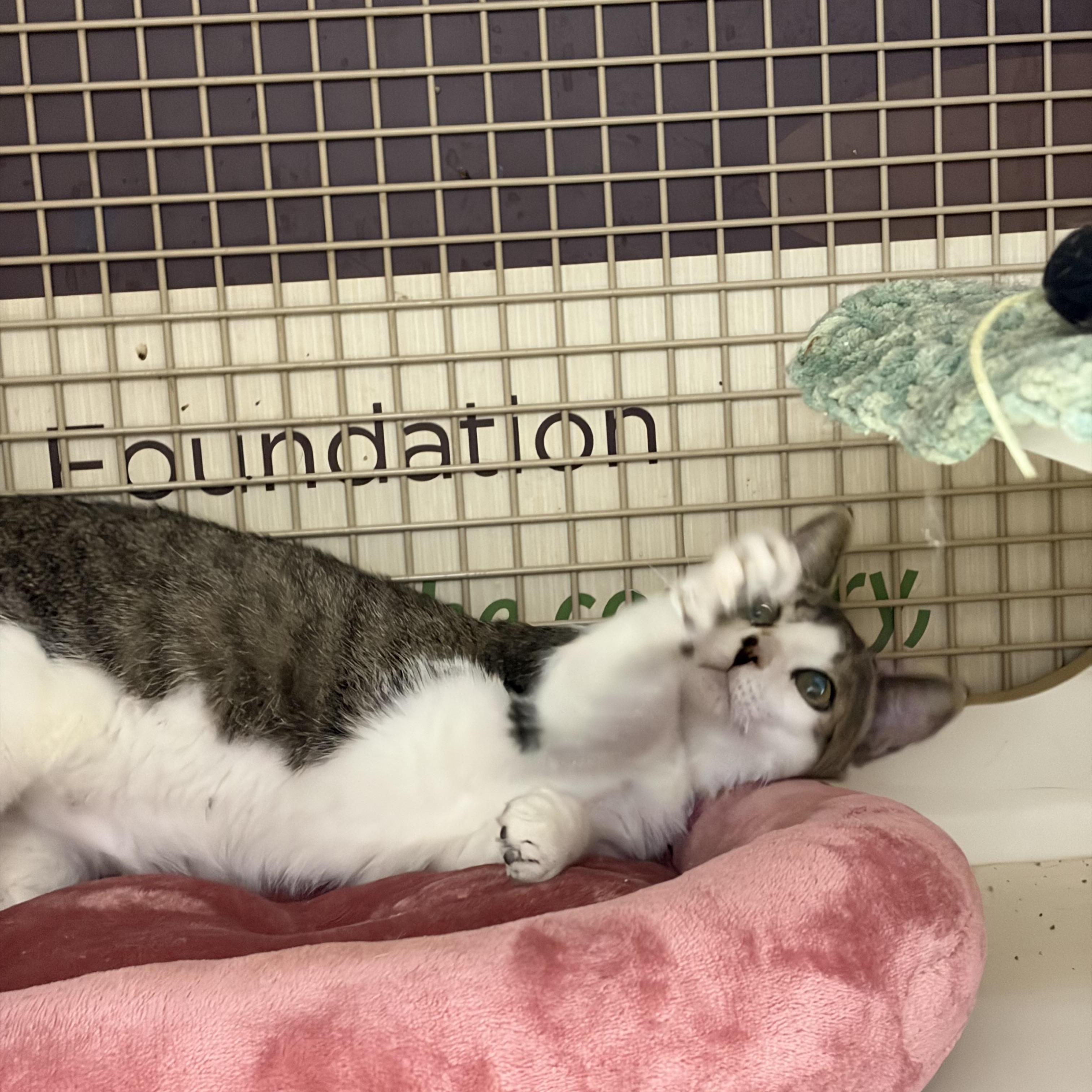 McFlurry, a ADOPTABLE mixed breed in Las Vegas, NV image 3/3