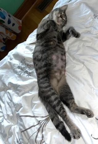 Enlarge Yamaska (FF/FA), a Adoptable Domestic Short Hair in Sainte-Angele-de-Monnoir, QC image 3/4
