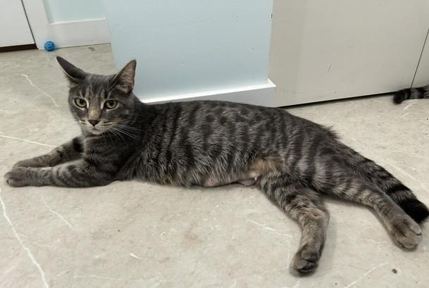 Enlarge Yamaska (FF/FA), a Adoptable Domestic Short Hair in Sainte-Angele-de-Monnoir, QC image 2/4