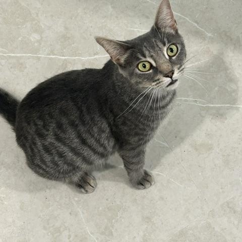 Enlarge Yamaska (FF/FA), a Adoptable Domestic Short Hair in Sainte-Angele-de-Monnoir, QC image 4/4