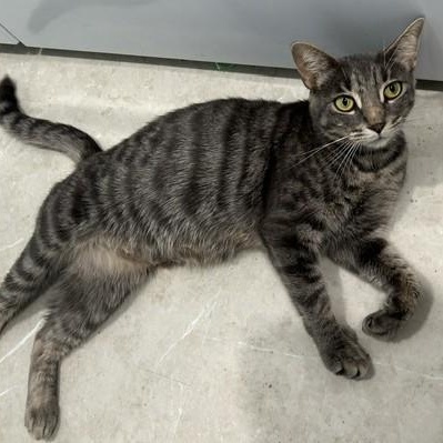 Enlarge Yamaska (FF/FA), a Adoptable Domestic Short Hair in Sainte-Angele-de-Monnoir, QC image 1/4
