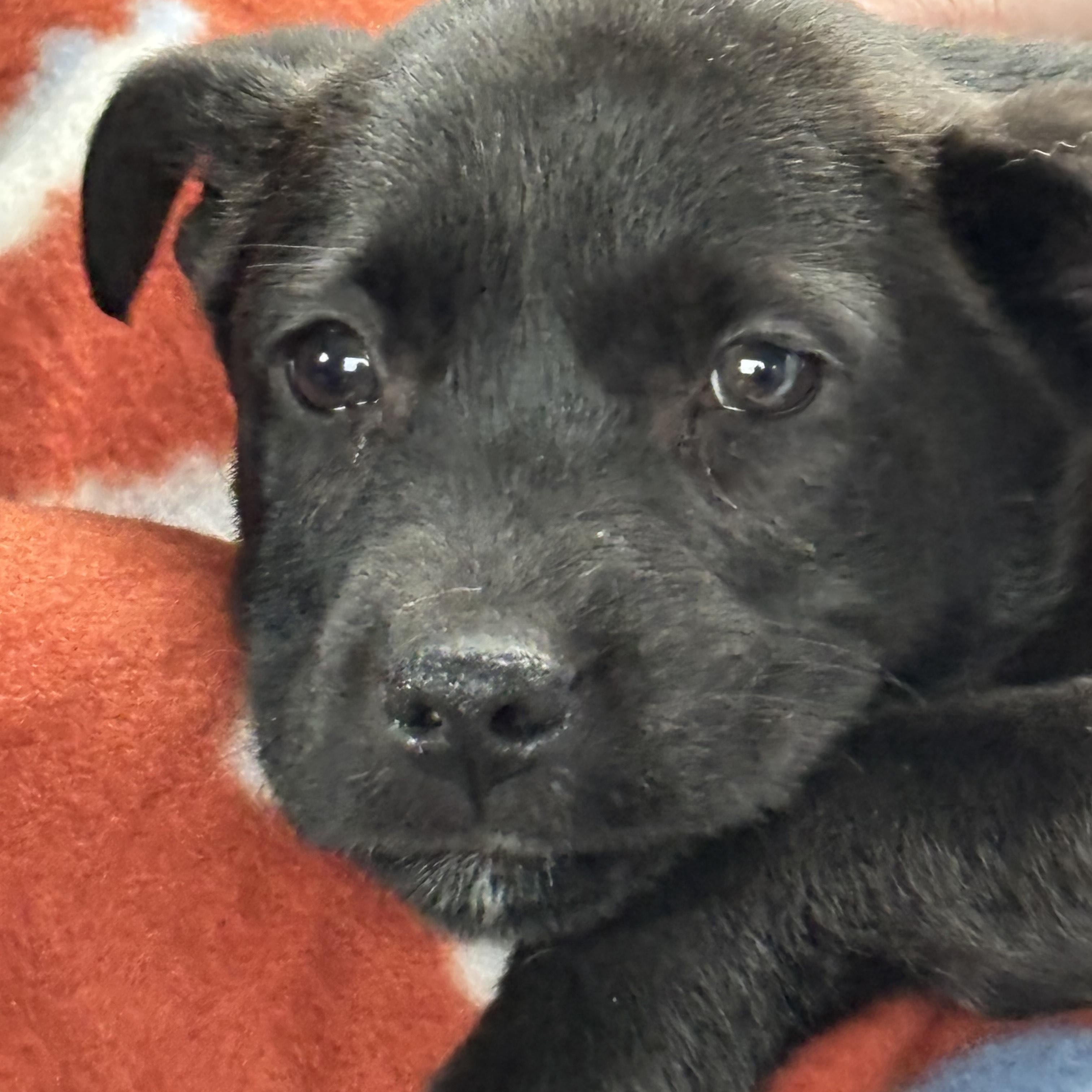 Oreo, ADOPTABLE, Puppy Male Shepherd & Boxer.